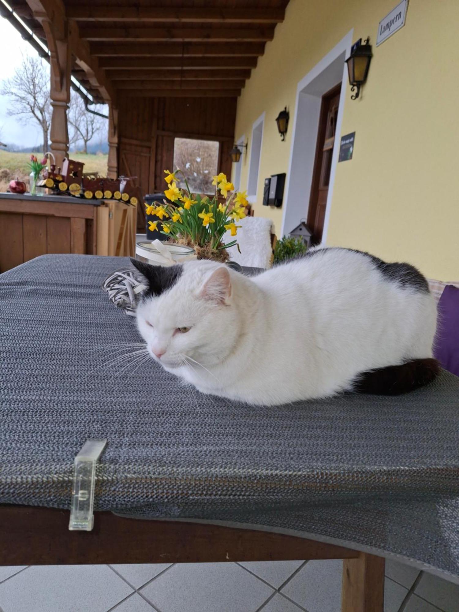 Lampererhof Gospodarstwo agroturystyczne *