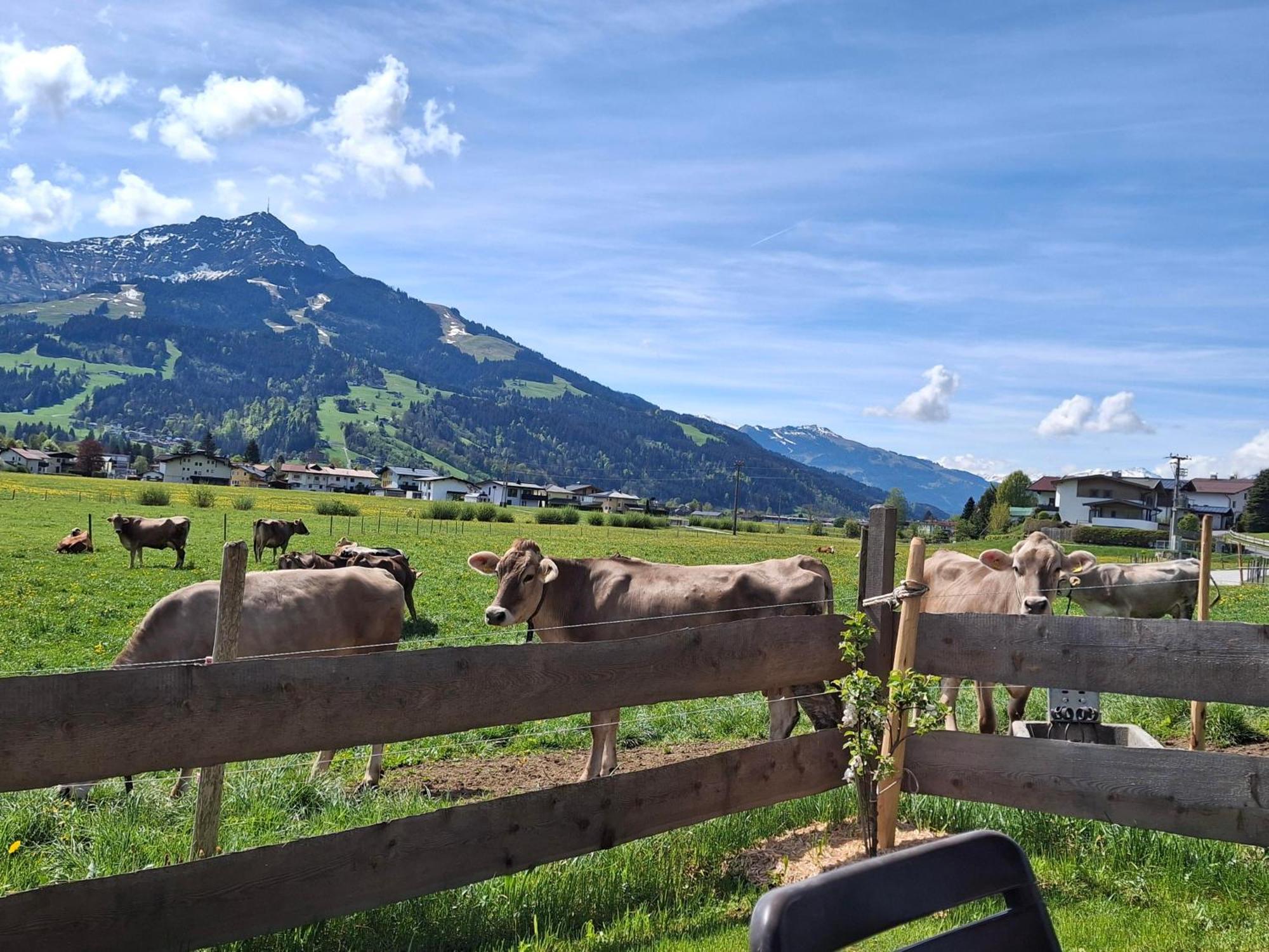 Gospodarstwo agroturystyczne Lampererhof Sankt Johann in Tirol