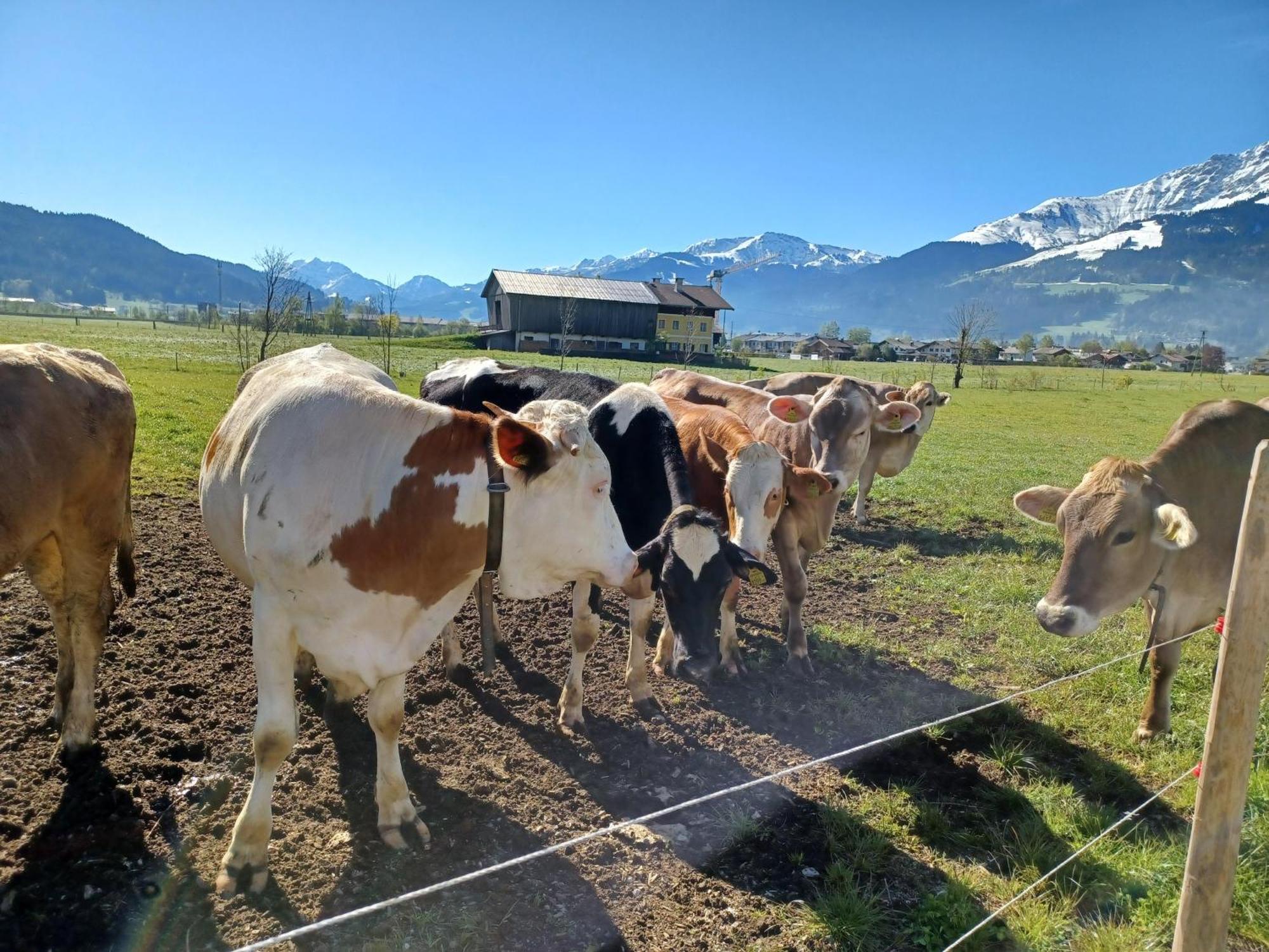 Farm stay Lampererhof Sankt Johann in Tirol