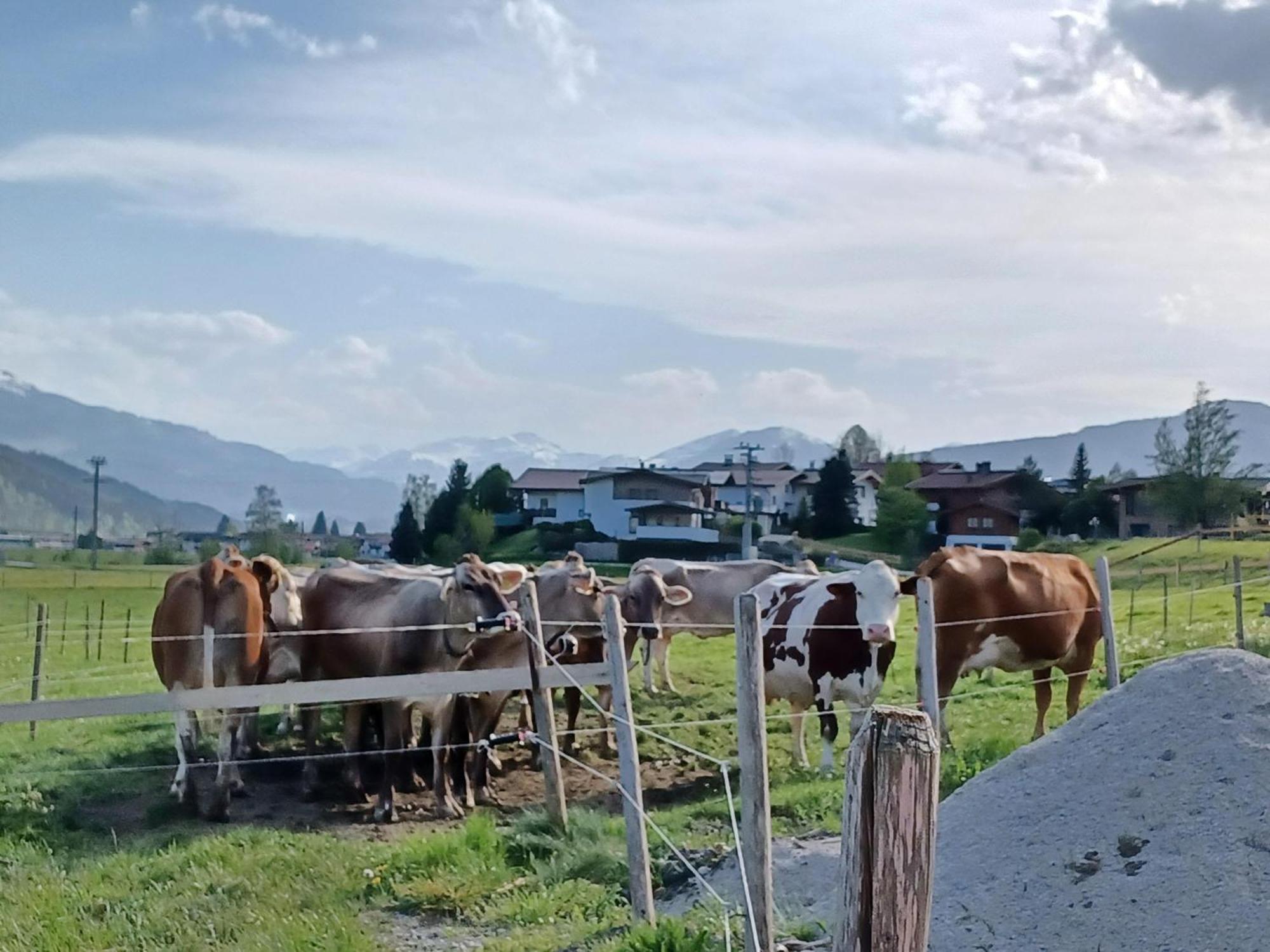 Lampererhof Farm stay *