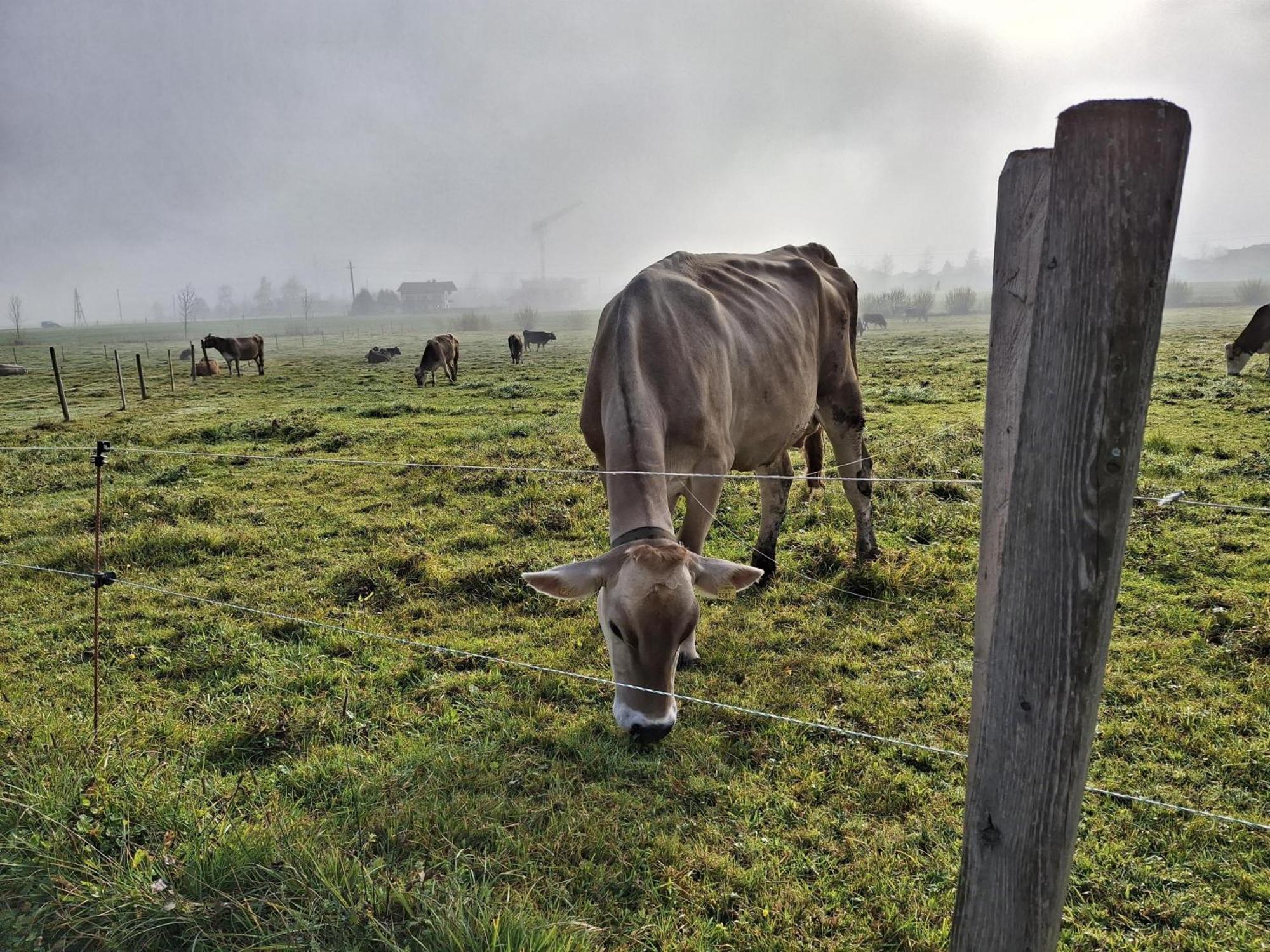 Lampererhof Farm stay Sankt Johann in Tirol