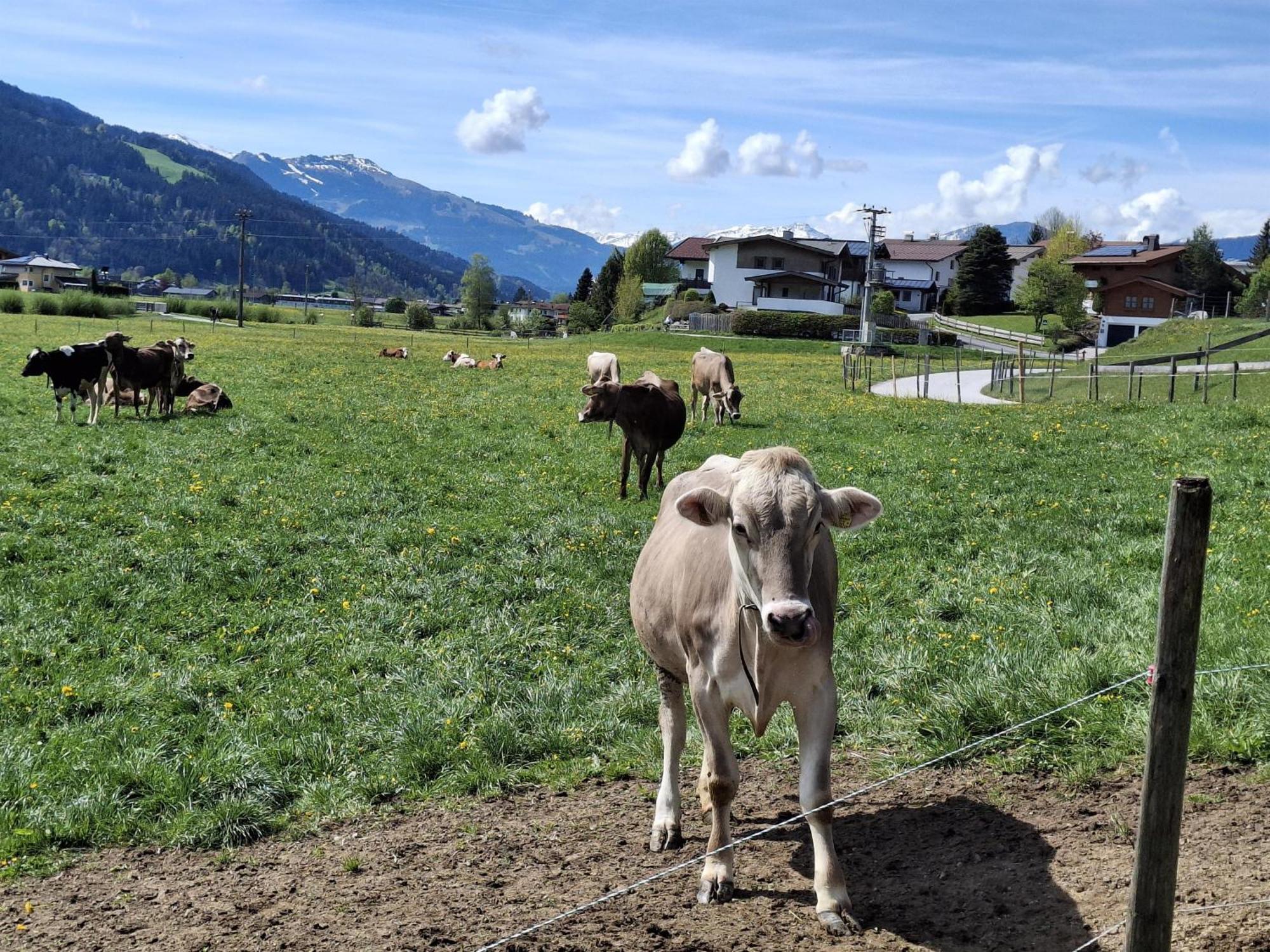 Farm stay Lampererhof *