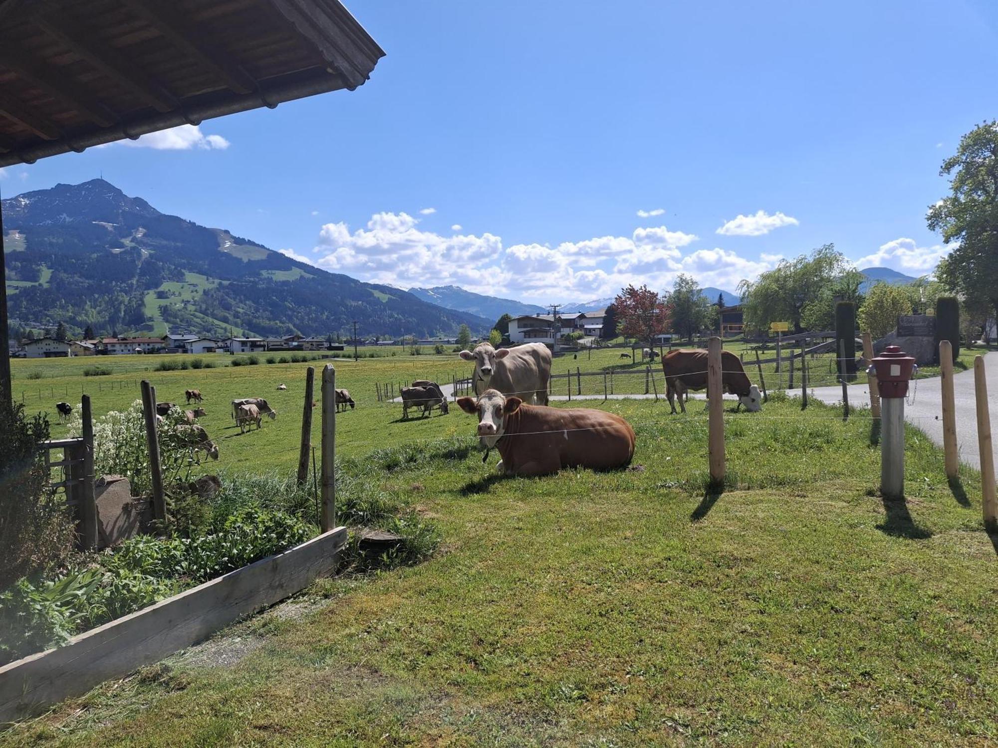 Farm stay Lampererhof Sankt Johann in Tirol